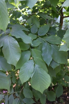 Cladrastis lutea - křehovětvec žlutý - listy